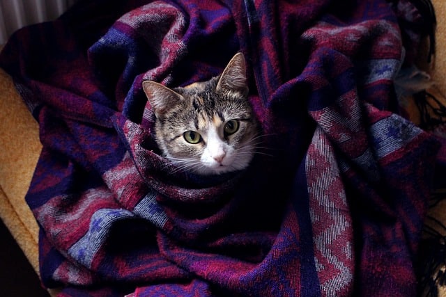 cat wrapped in blanket