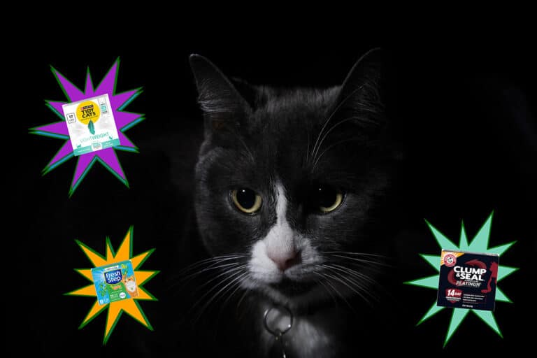 jazz cat with her choice of litters