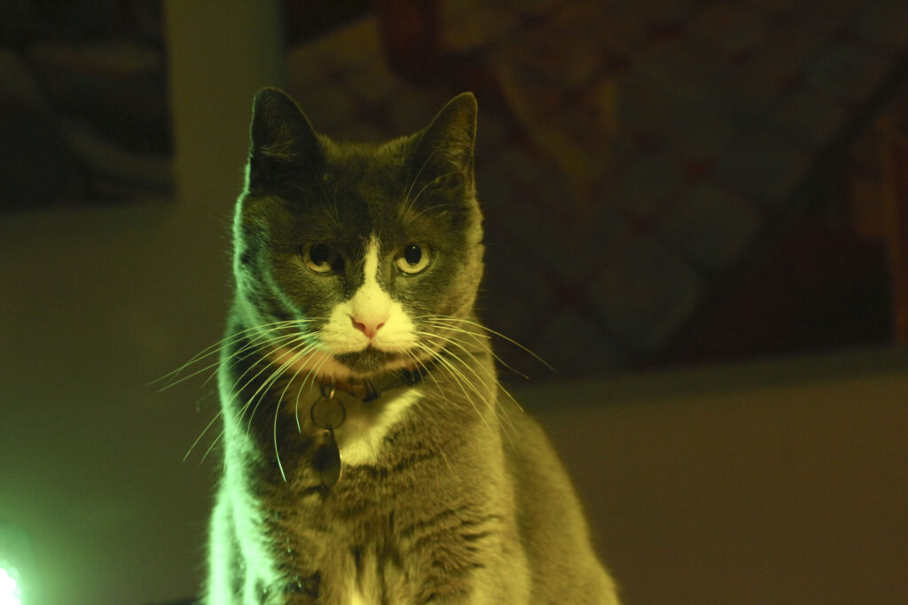 Stop Your Cat from Waking You Up at 3 AM