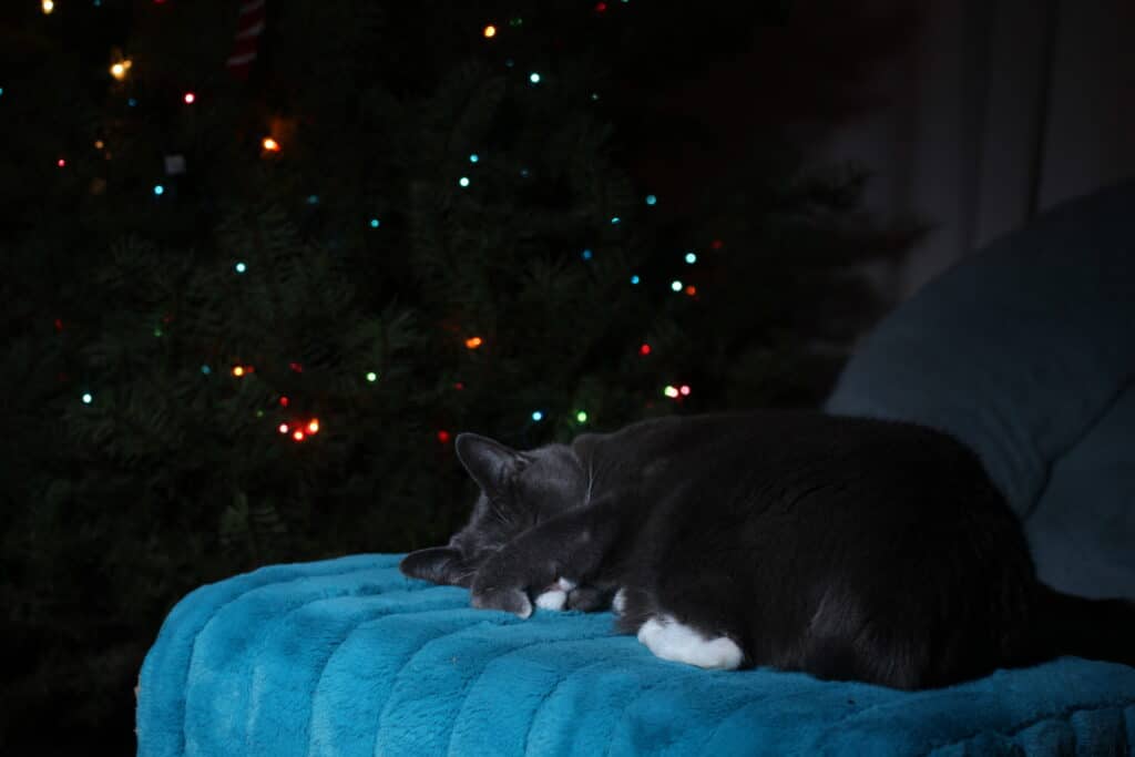 Get Your Cat to Sleep Through the Night