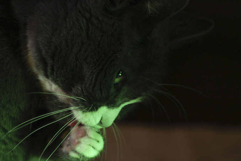 lion-kitty-litter-header